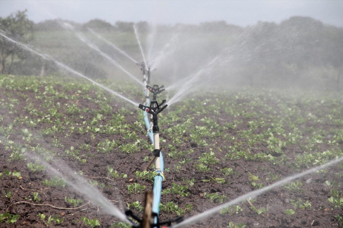 Meilleurs systèmes d'irrigation pour petit jardin