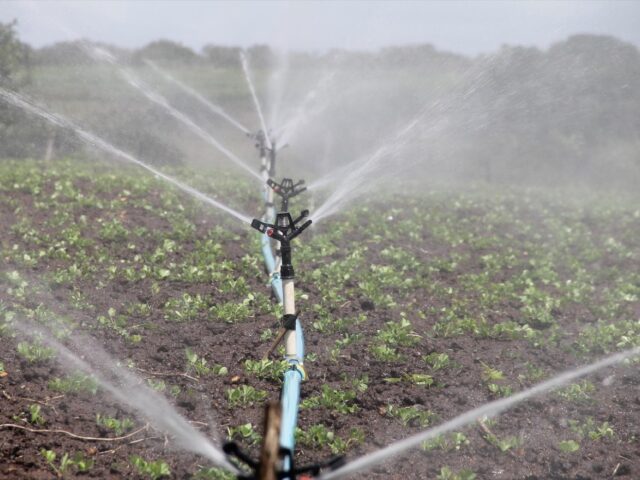 Meilleurs systèmes d’irrigation pour petit jardin