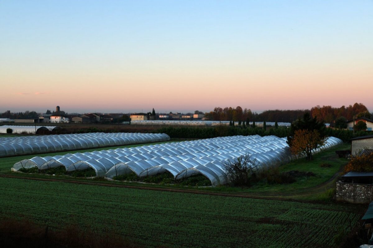 Serre passive ou tunnel polytunnel : lequel choisir