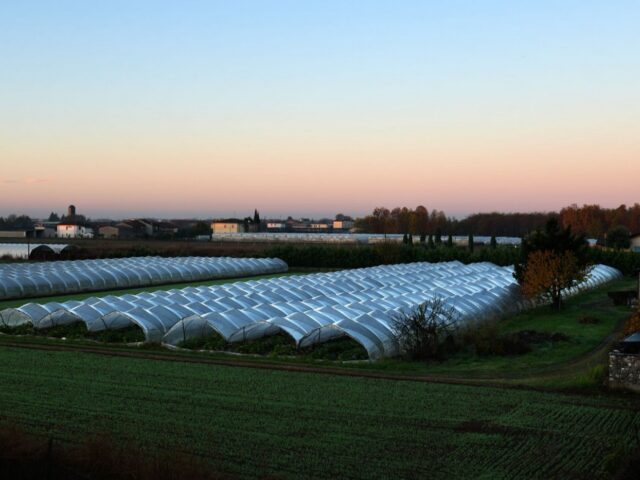 Serre passive ou tunnel polytunnel : lequel choisir