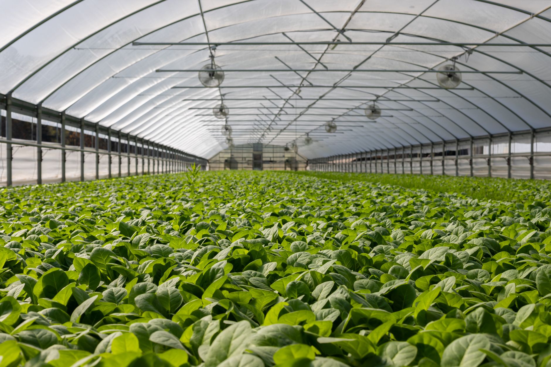 Serre passive ou tunnel polytunnel : lequel choisir